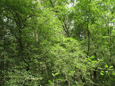 La Forêt